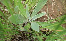 Image of Helichrysum mixtum var. mixtum