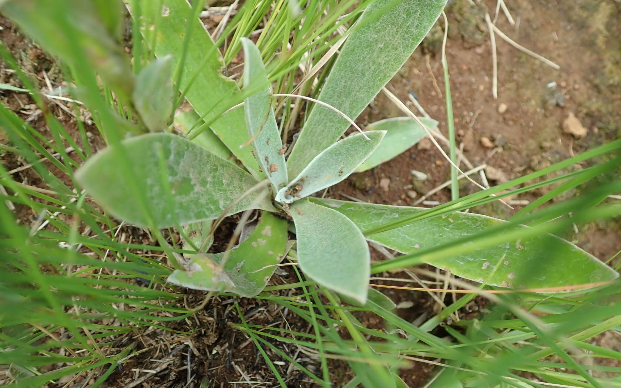 Image of Helichrysum mixtum var. mixtum