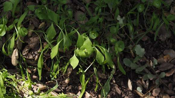 Image of miner's lettuce