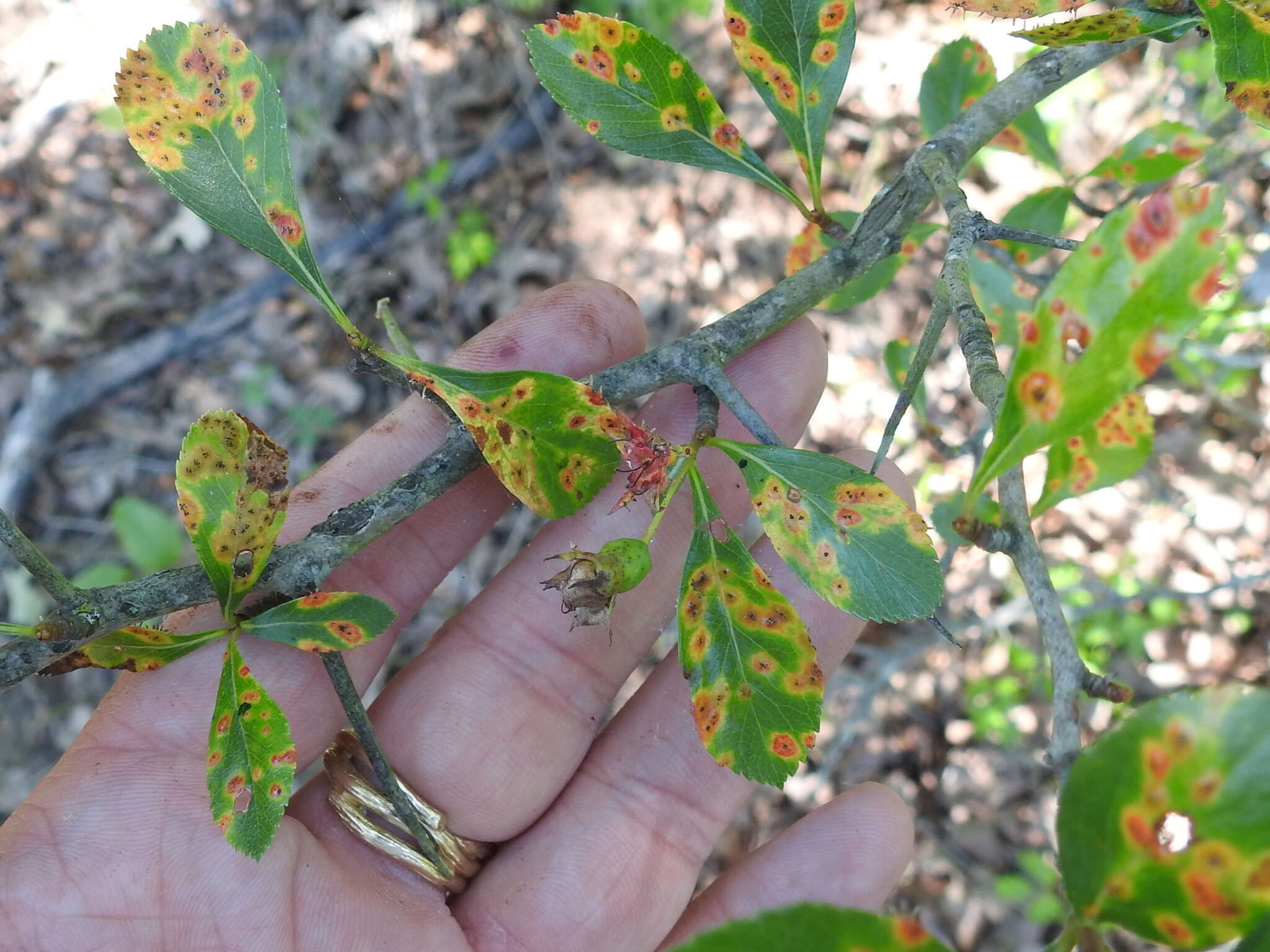 Image of Cockspur Hawthorn