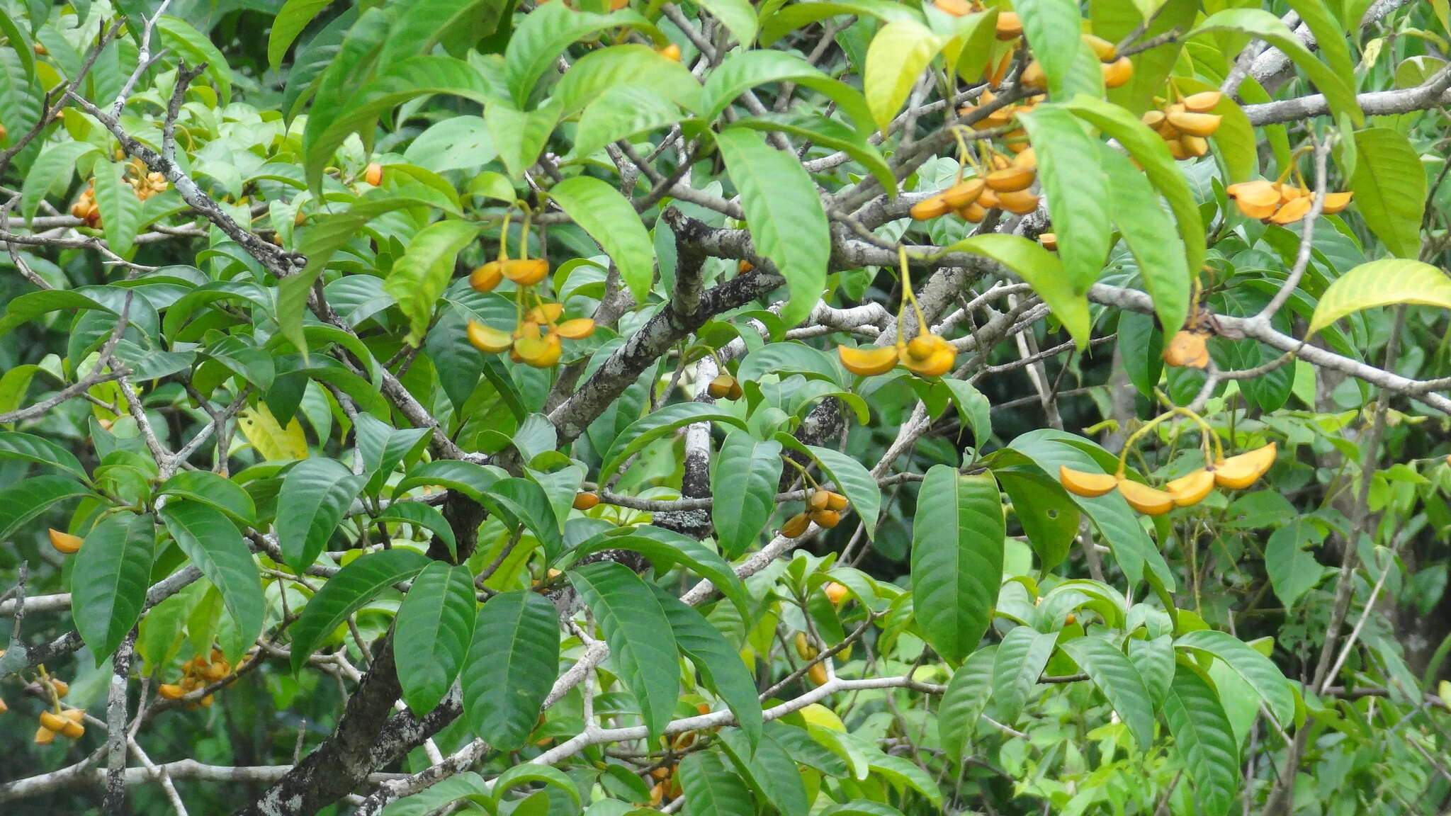 Image of Tabernaemontana alternifolia L.