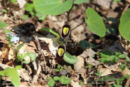 Image of Aristolochia steupii Woronow