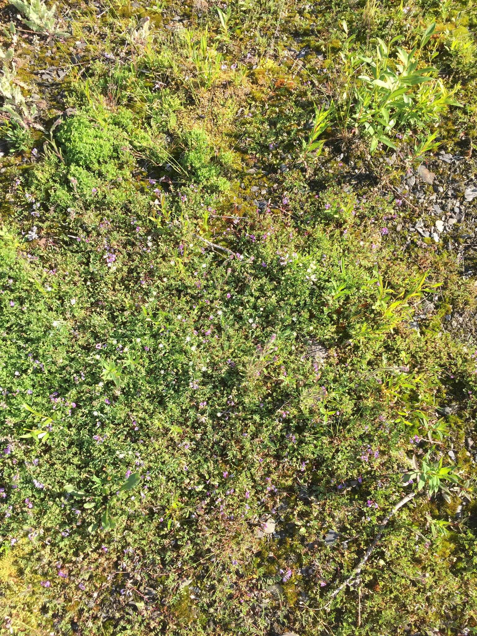 Image of Bodin's Milk-Vetch