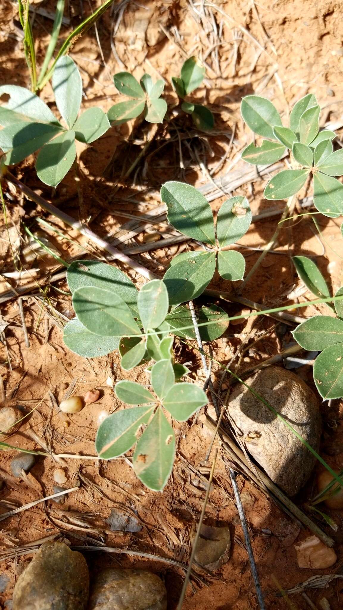 Image of largebract Indian breadroot