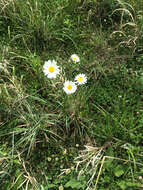 Image of Oxeye Daisy