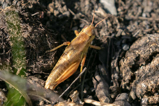 Слика од Melanoplus triangularis Hebard 1928