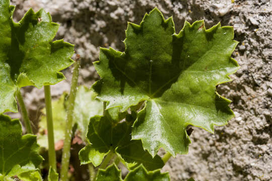 Imagem de Heuchera woodsiaphila P. J. Alexander