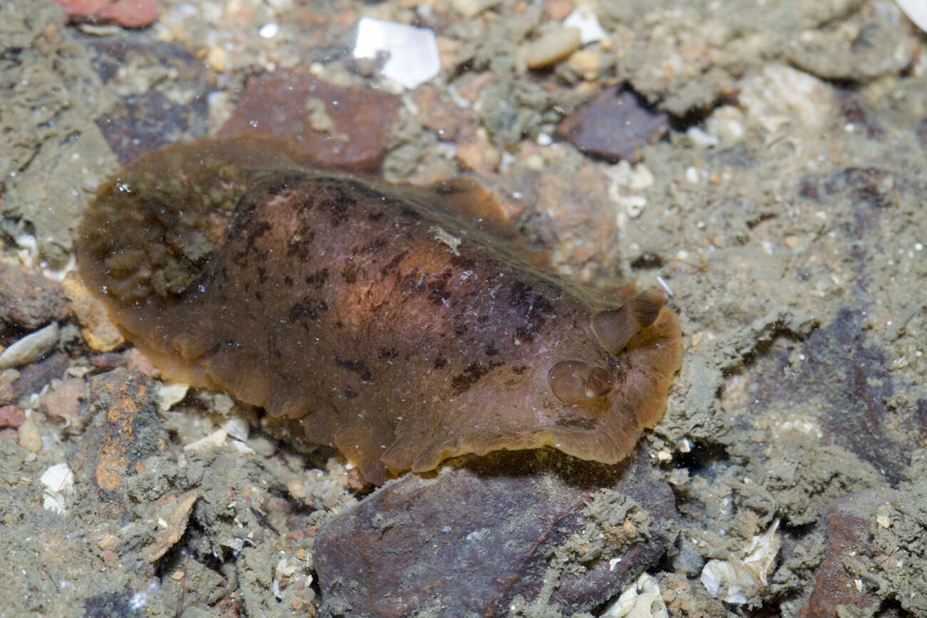 Image of Dendrodoris fumata (Rüppell & Leuckart 1830)