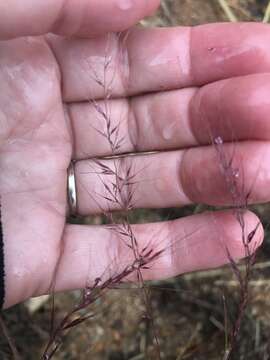 Image of littleseed muhly