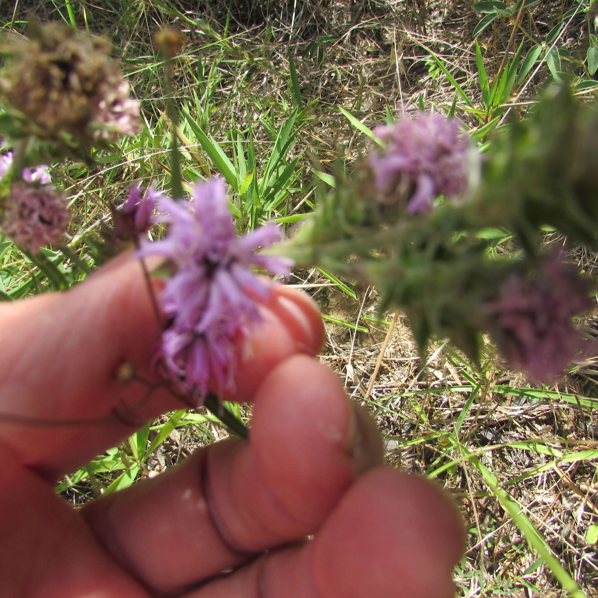 Слика од Liatris squarrosa (L.) Michx.