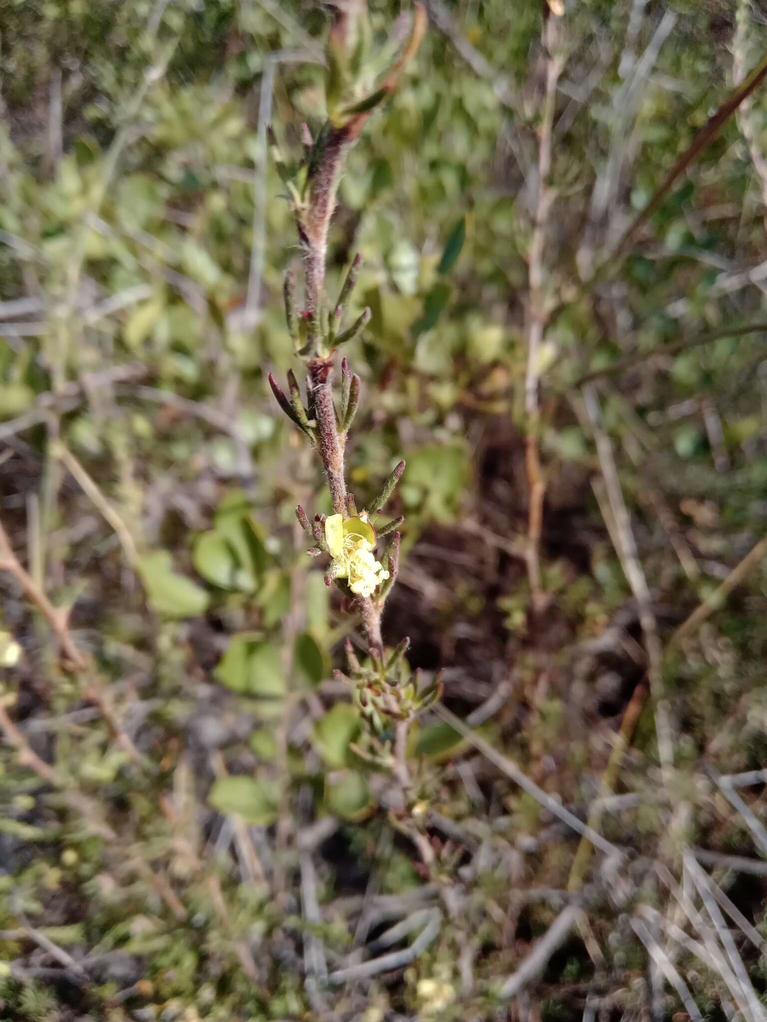 Image of Cliffortia hirta Burm. fil.