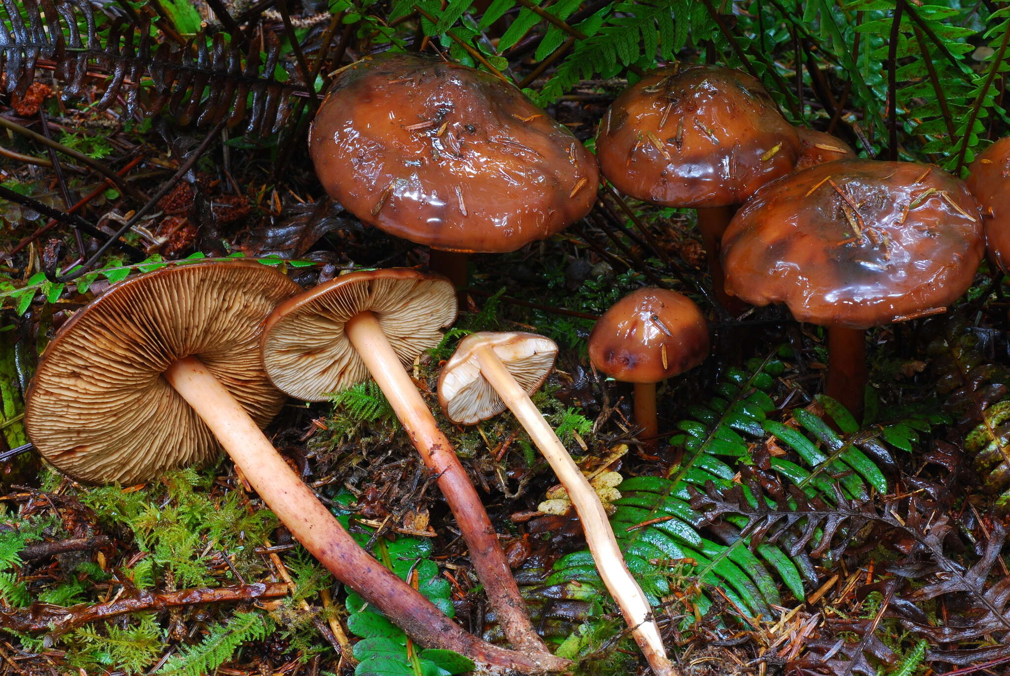 Phaeocollybia redheadii Norvell 2000 resmi