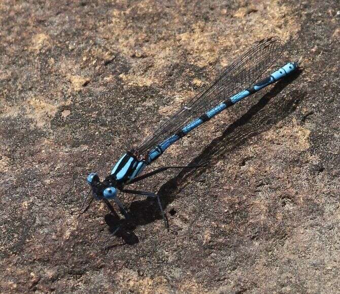 Image of Kubusi stream damsel