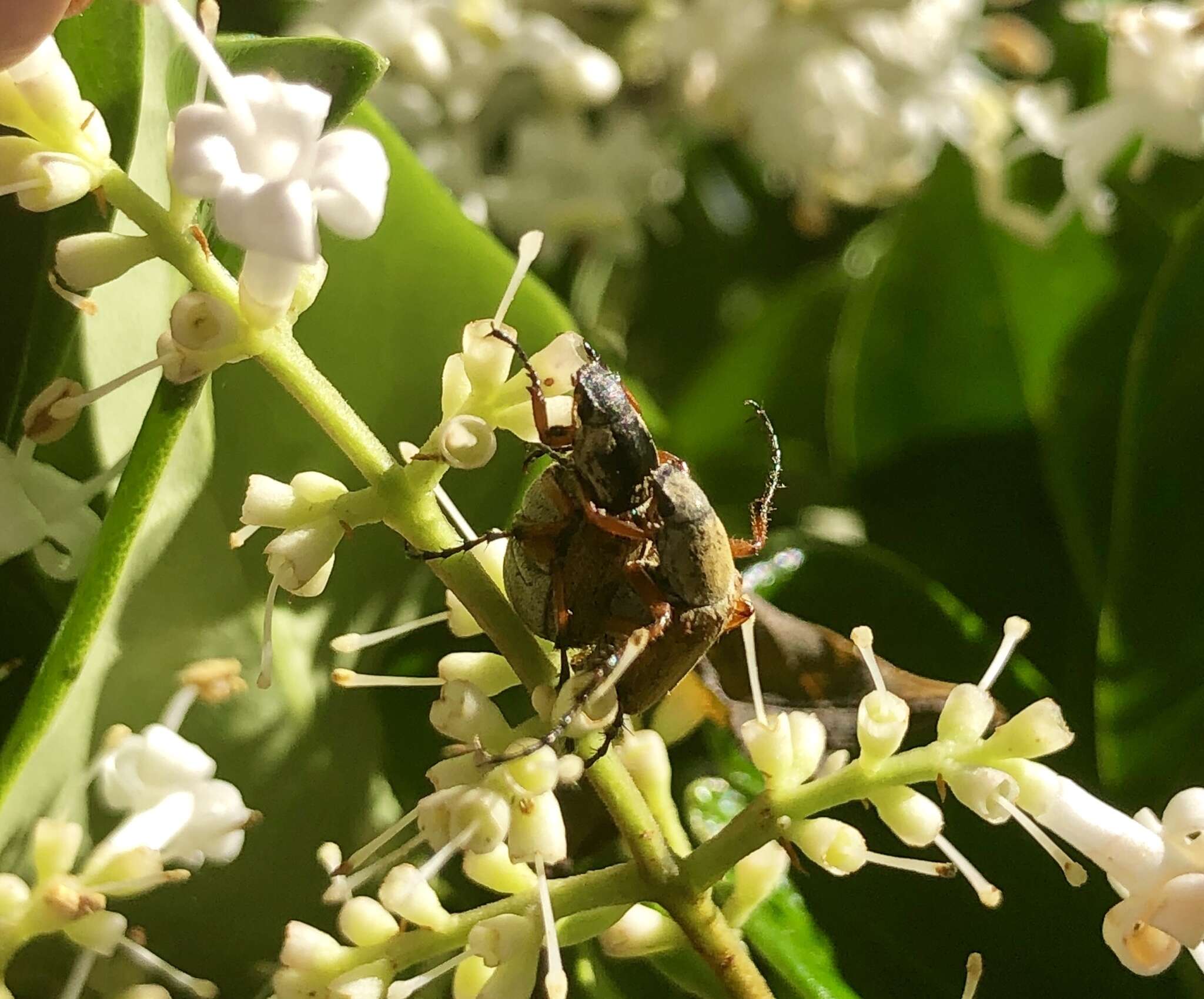 Image of Rose Chafer