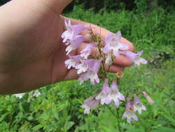 Image of longsepal beardtongue