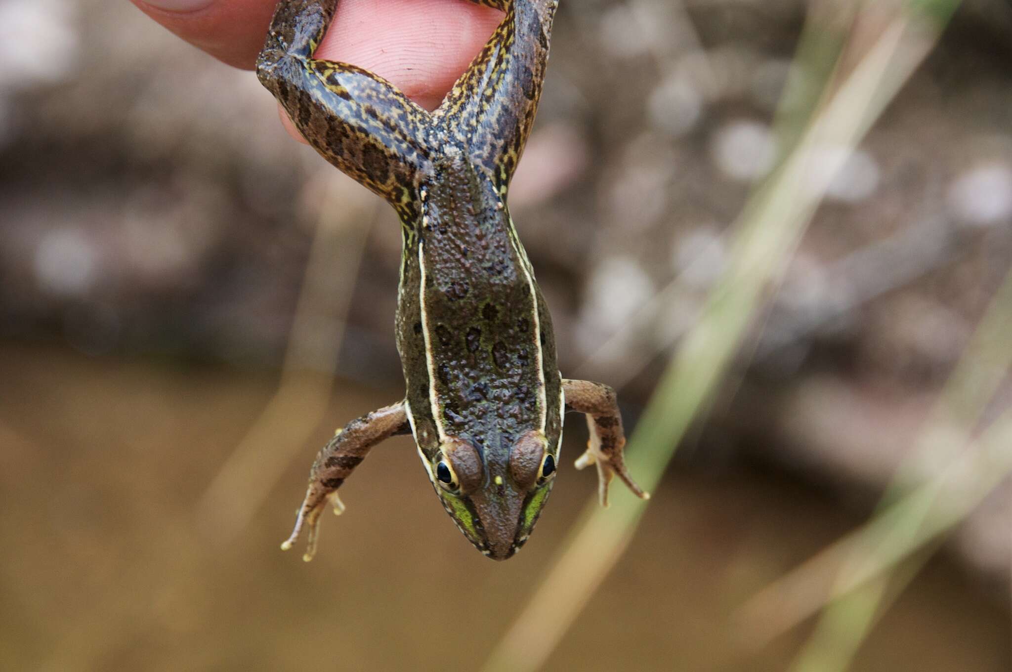 Image of Chiricahua Leopard Frog