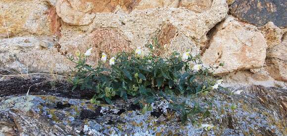 صورة Antirrhinum graniticum Rothm.