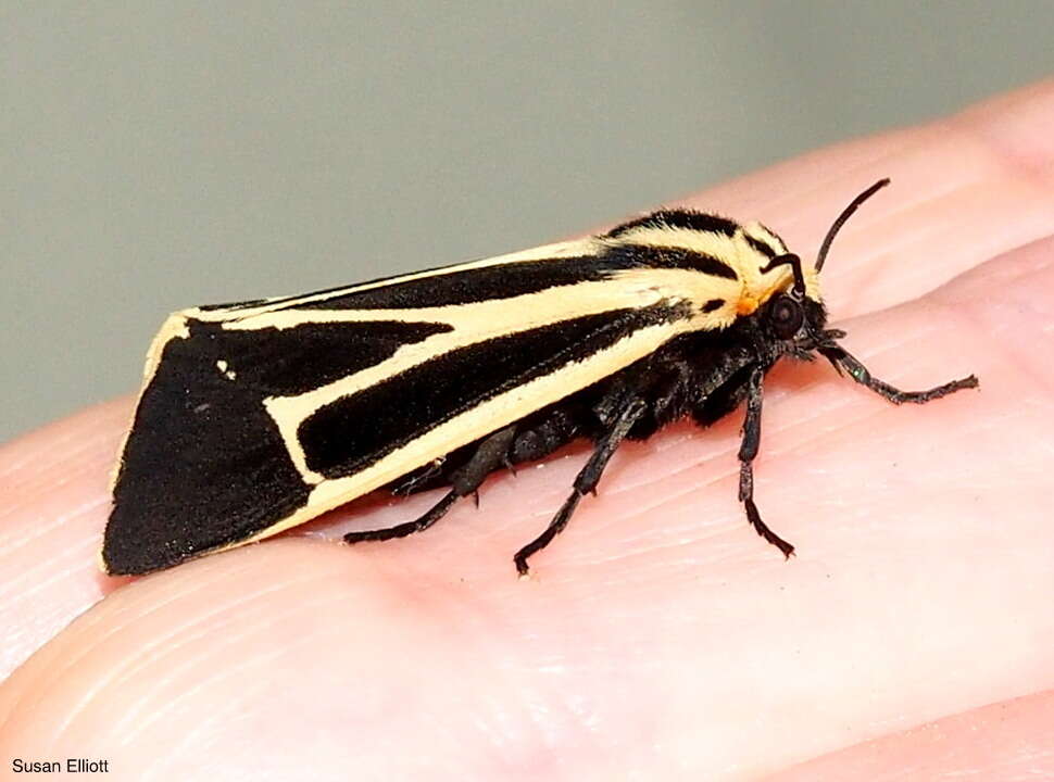 Image of Harnessed Tiger Moth