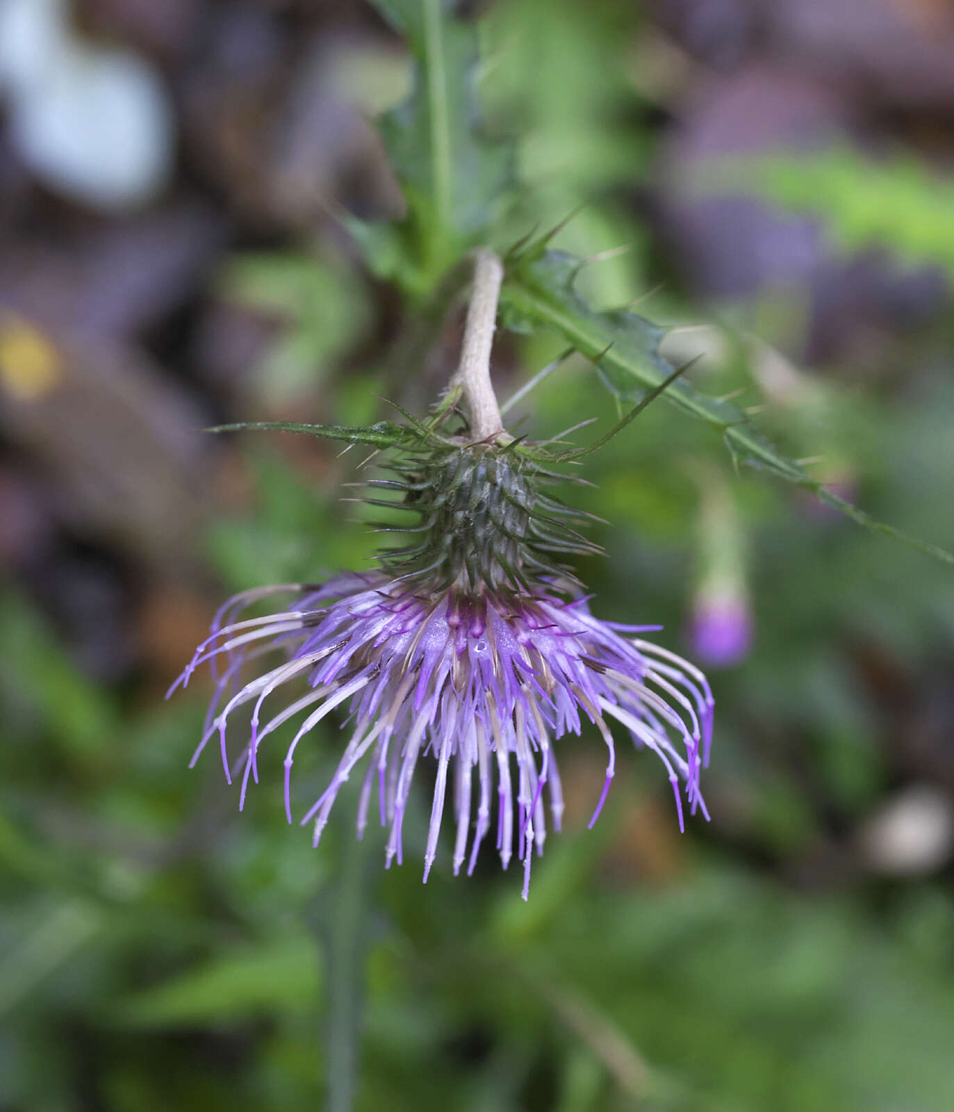 Plancia ëd Cirsium tashiroi Kitam.