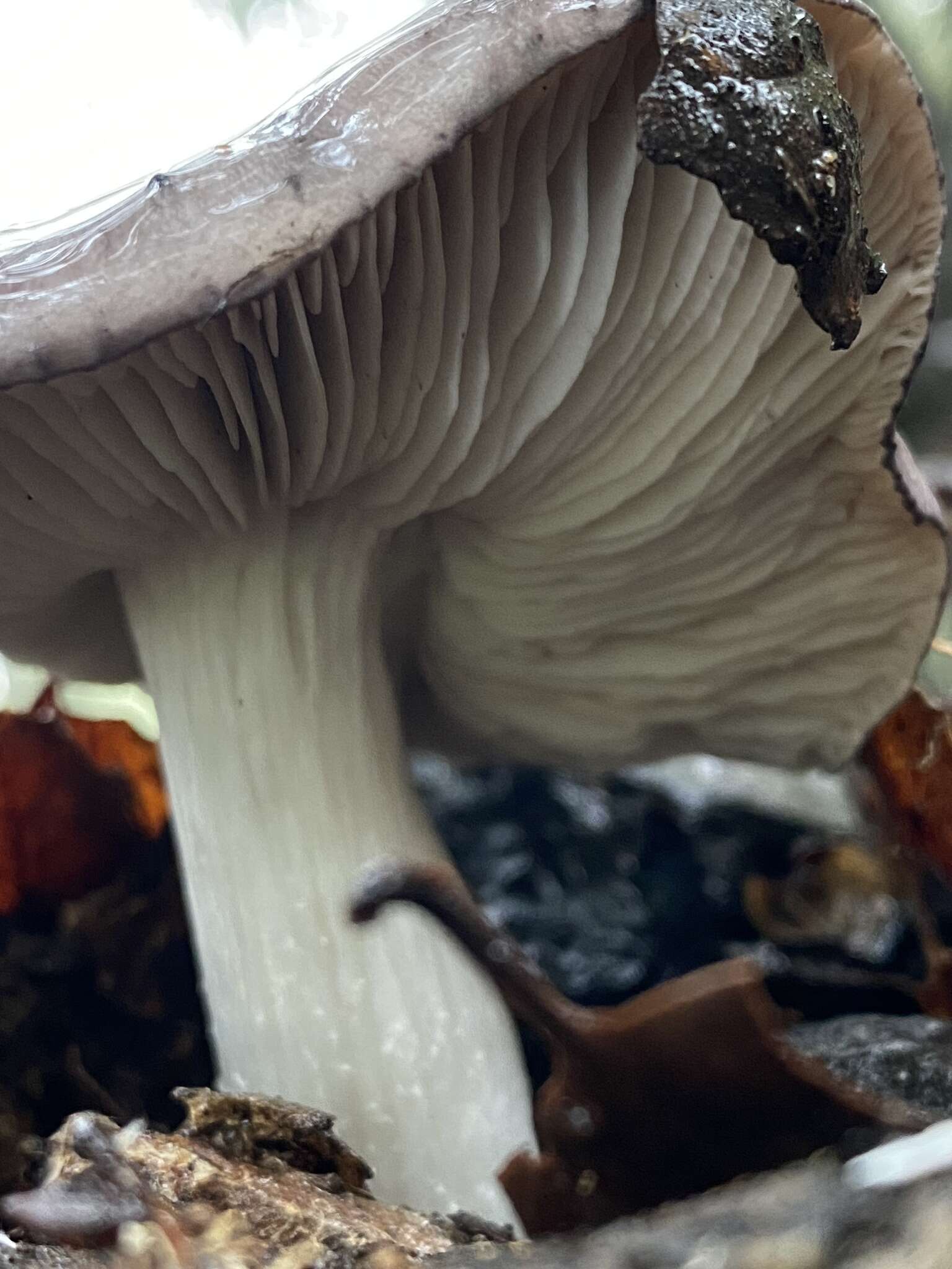 Image of Tricholoma griseoviolaceum Shanks 1996