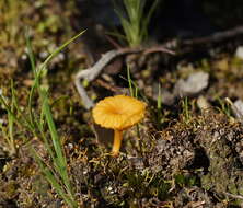 صورة Lichenomphalia chromacea (Cleland) Redhead, Lutzoni, Moncalvo & Vilgalys 2002