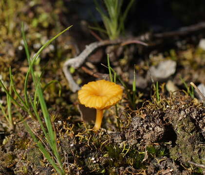 Image de Lichenomphalia chromacea (Cleland) Redhead, Lutzoni, Moncalvo & Vilgalys 2002