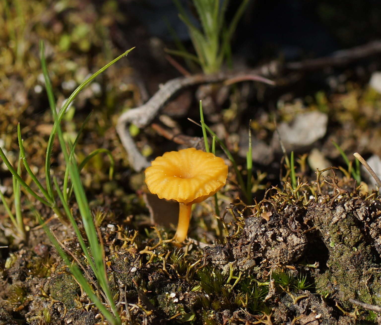 صورة Lichenomphalia chromacea (Cleland) Redhead, Lutzoni, Moncalvo & Vilgalys 2002