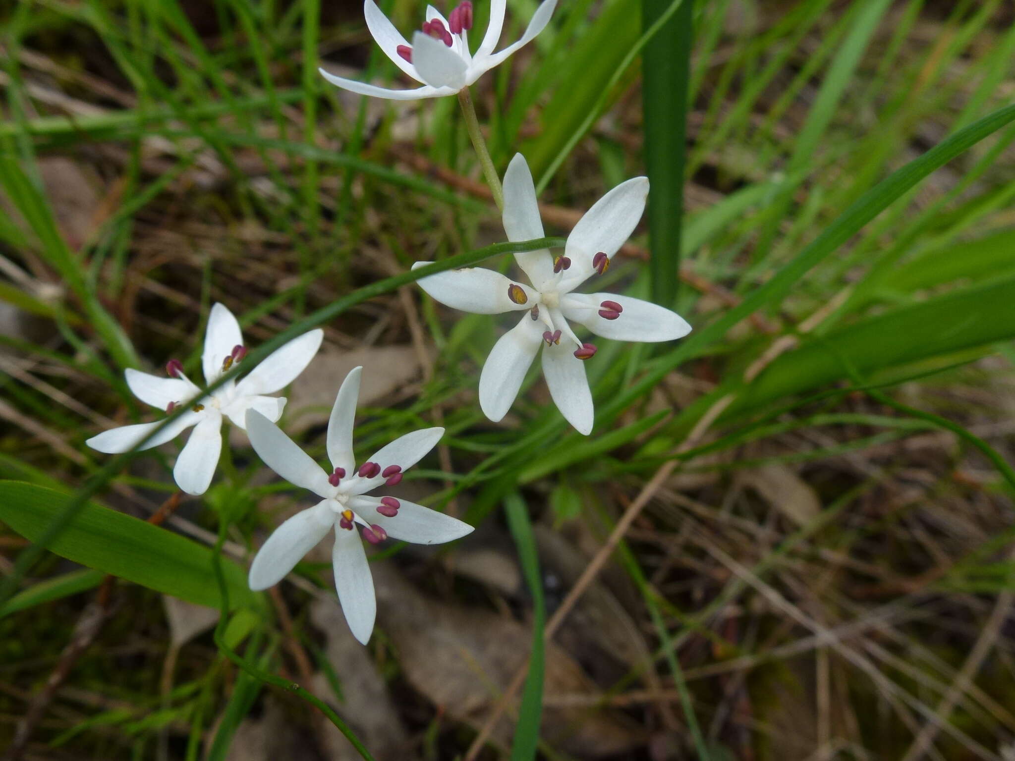 Sivun Wurmbea dioica subsp. dioica kuva