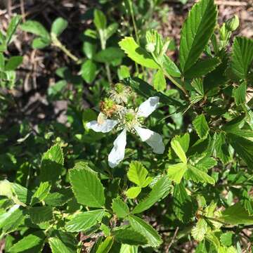 Image of sand blackberry