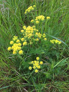 Image of common lomatium