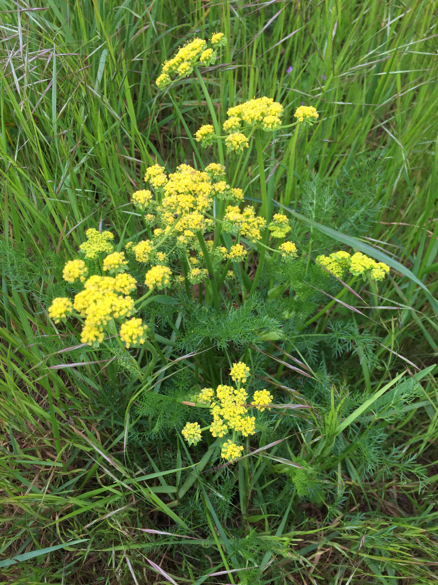 Image of common lomatium