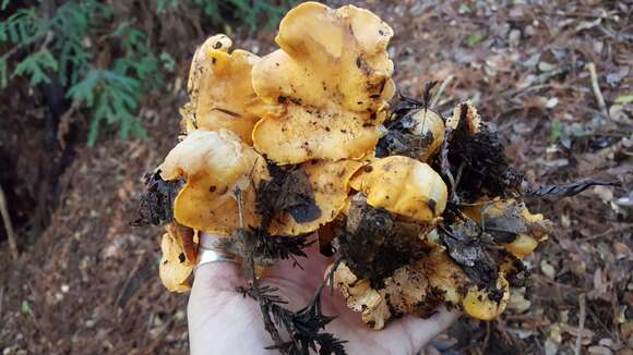 Image of Cantharellus californicus D. Arora & Dunham 2008