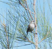 Image of Mangrove Gerygone