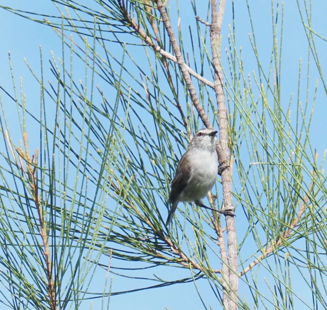 Image of Mangrove Gerygone