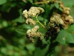 Image of Parthenium fruticosum Less.