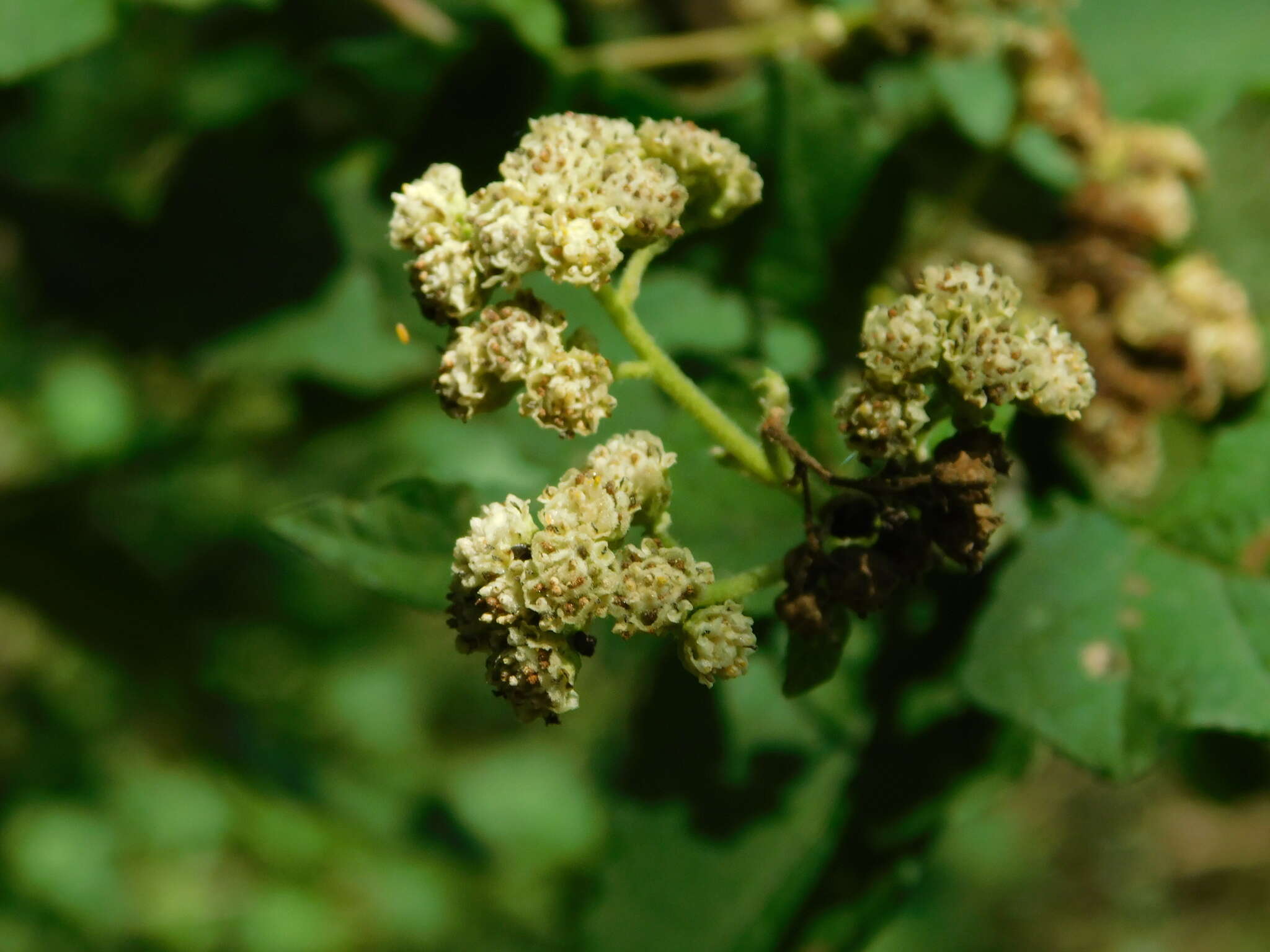 Image of Parthenium fruticosum Less.