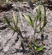 Image of Hemlock Rosette Grass