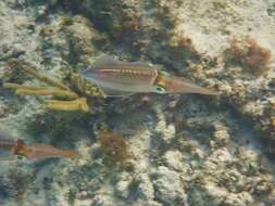 Image of Caribbean reef squid