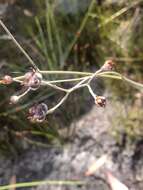 Image of Haemodorum tenuifolium A. Cunn. ex Benth.