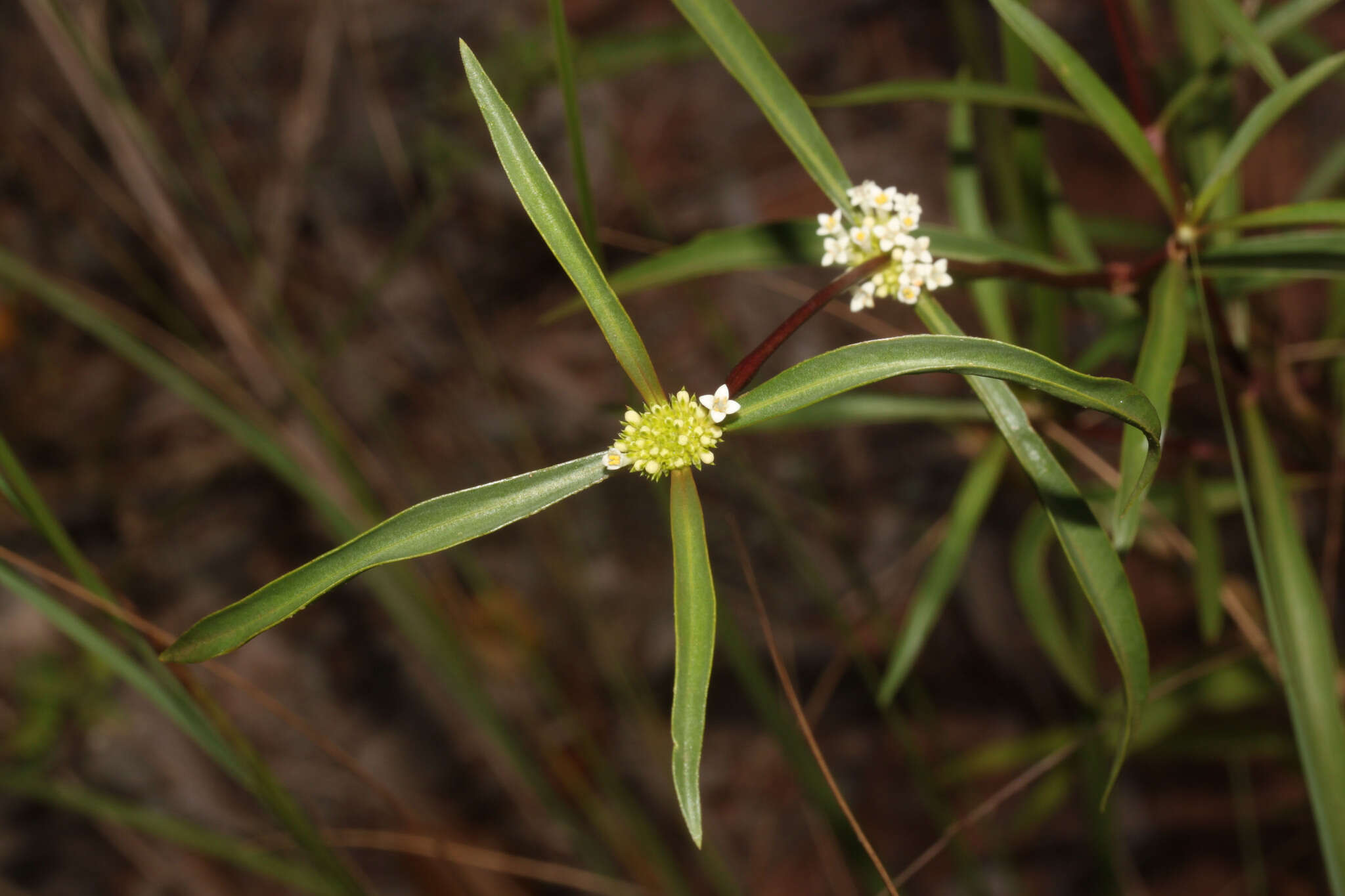 Image of Mitracarpus bicrucis Bacigalupo & E. L. Cabral