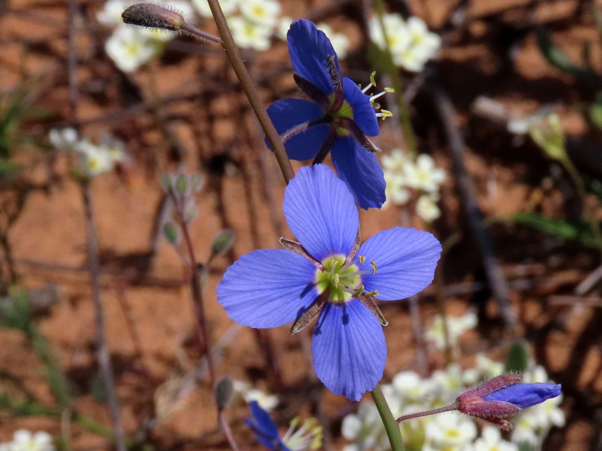 Image de Heliophila refracta Sond.