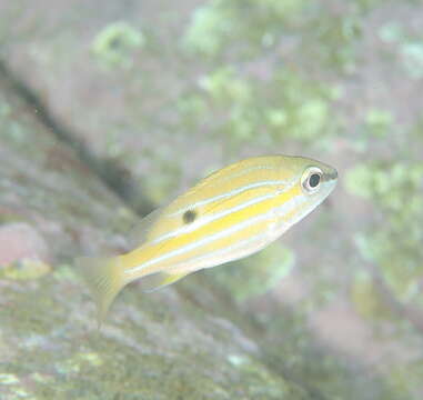 Image of Five-lined snapper