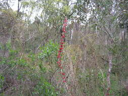 Image of Allocasuarina striata (Macklin) L. A. S. Johnson