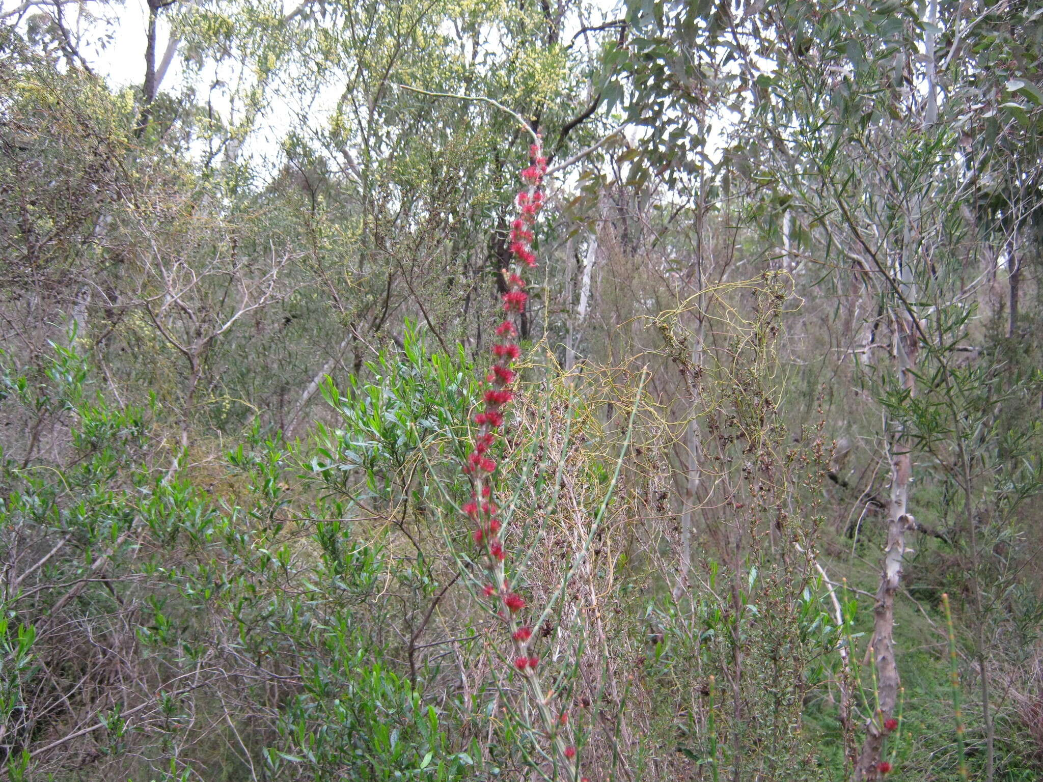 Image of Allocasuarina striata (Macklin) L. A. S. Johnson