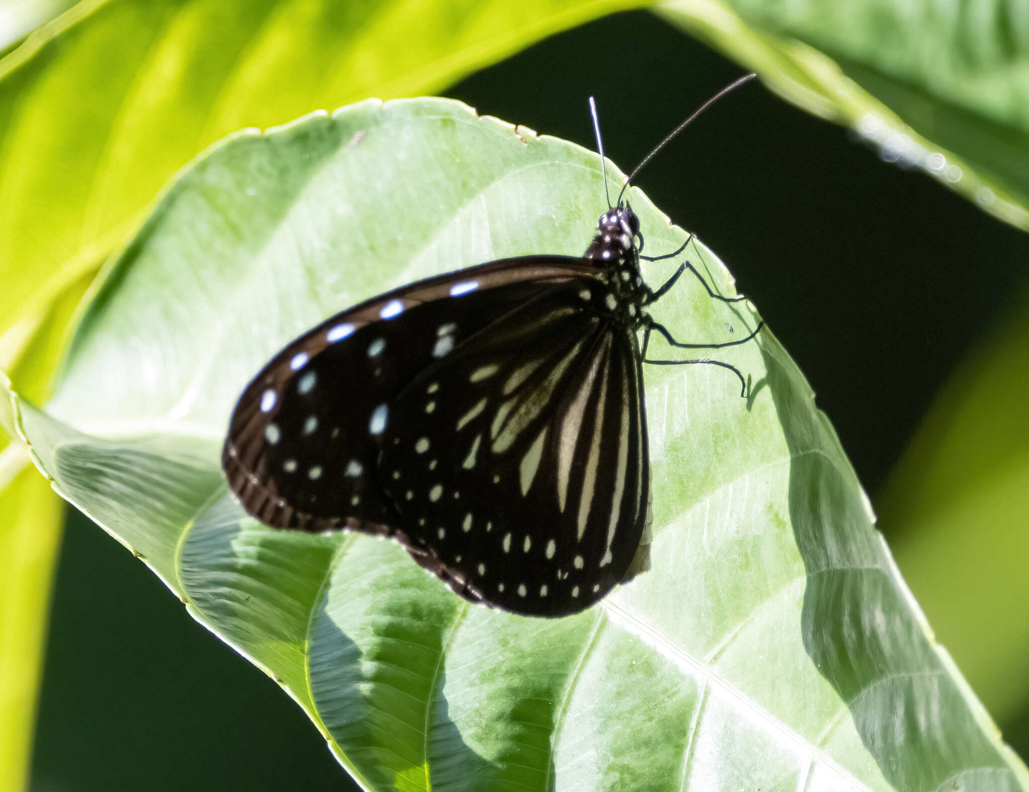 Image of Ideopsis juventa curtisi (Moore 1883)