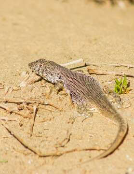 Image of Liolaemus silvai Ortiz 1989