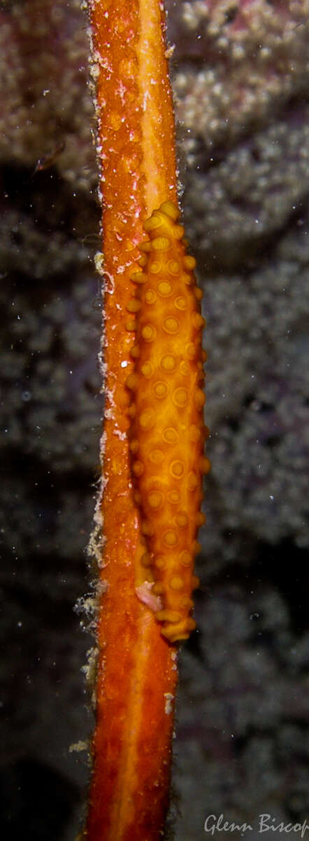 Image of Aclyvolvinae Fehse 2007