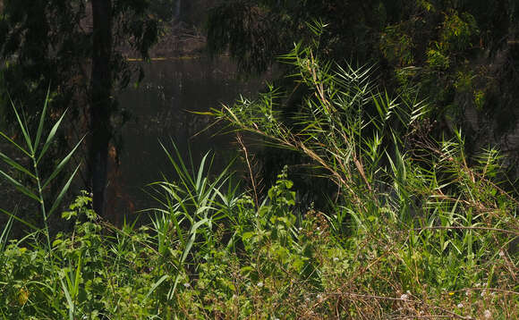 Plancia ëd Phragmites australis subsp. australis