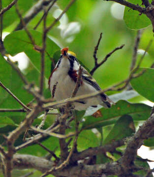 Setophaga pensylvanica (Linnaeus 1766) resmi