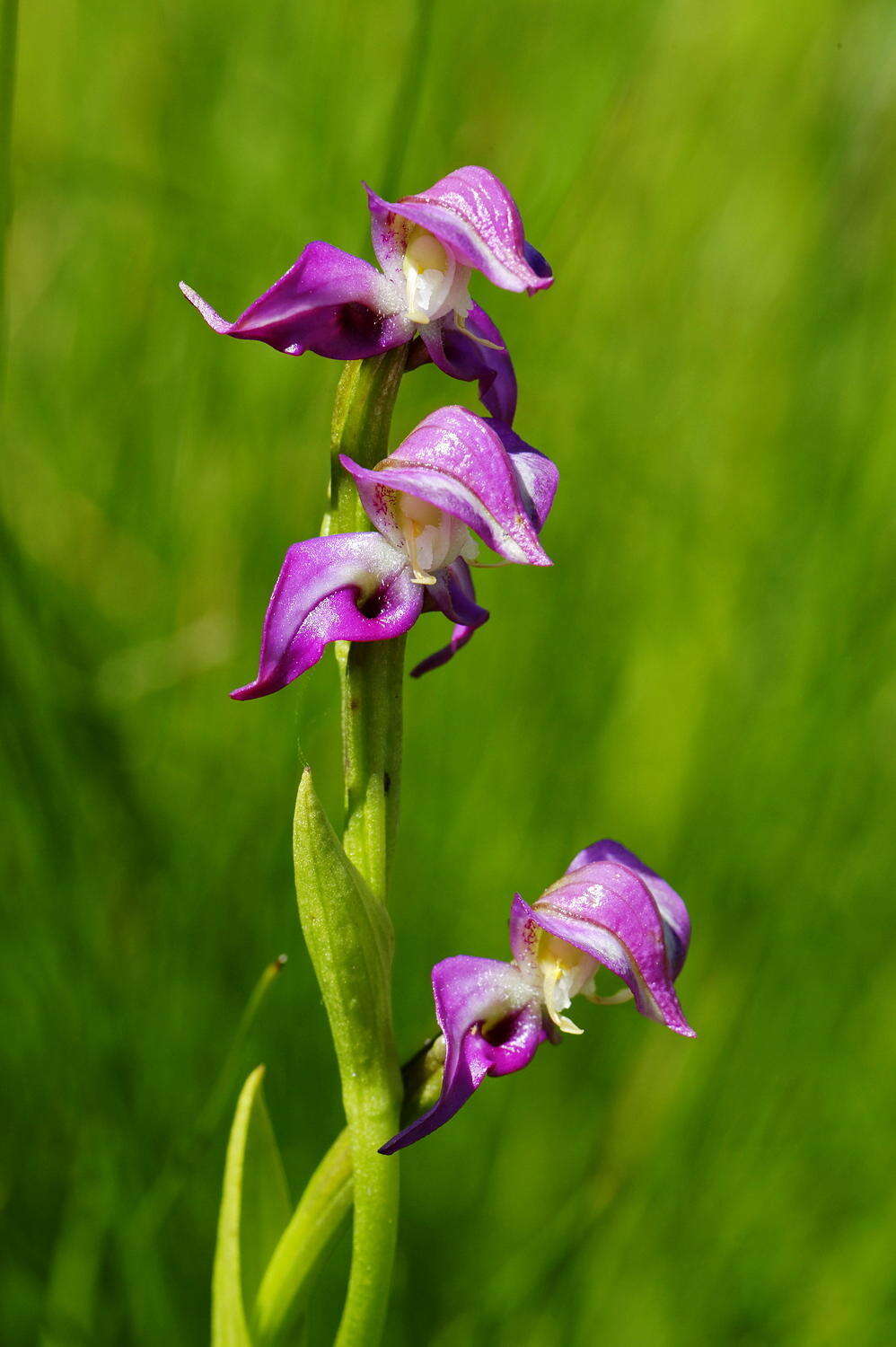 Image of Disperis paludosa Harv. ex Lindl.